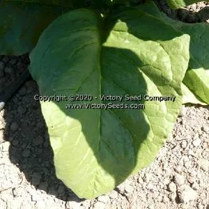 Goiano Amarello Tobacco