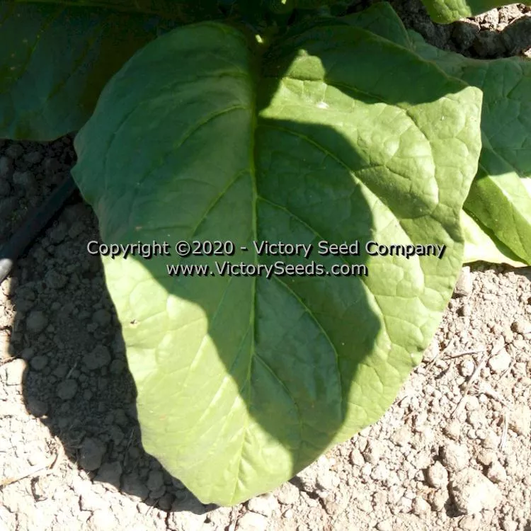 Goiano Amarello Tobacco