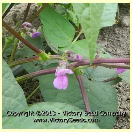 Bergin Pole Garden Bean