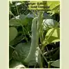 Gaia Garden Bean