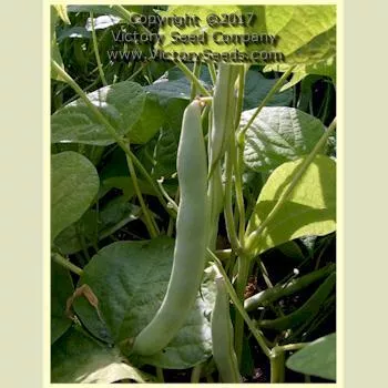 Gaia Garden Bean