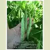 Borlotto (Borlotti) Italian Garden Bean
