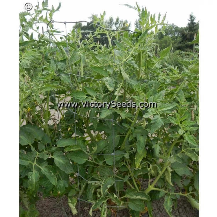 Redmon Giant Tomato