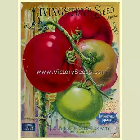 Livingston's Magnus Tomato