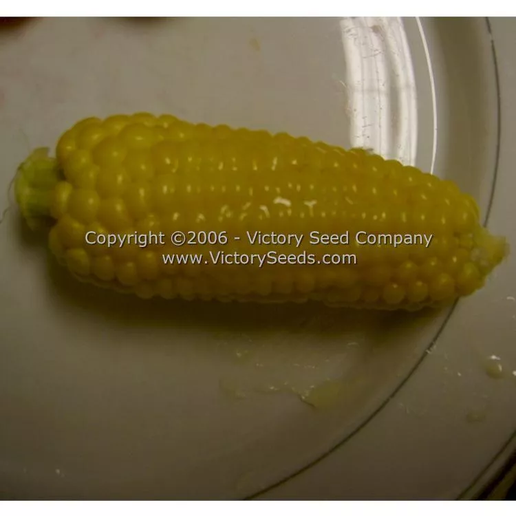 Orchard Baby Sweet Corn