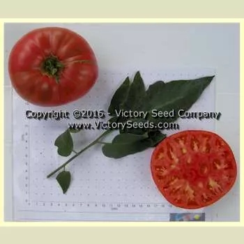 Dot's Delight Tomato
