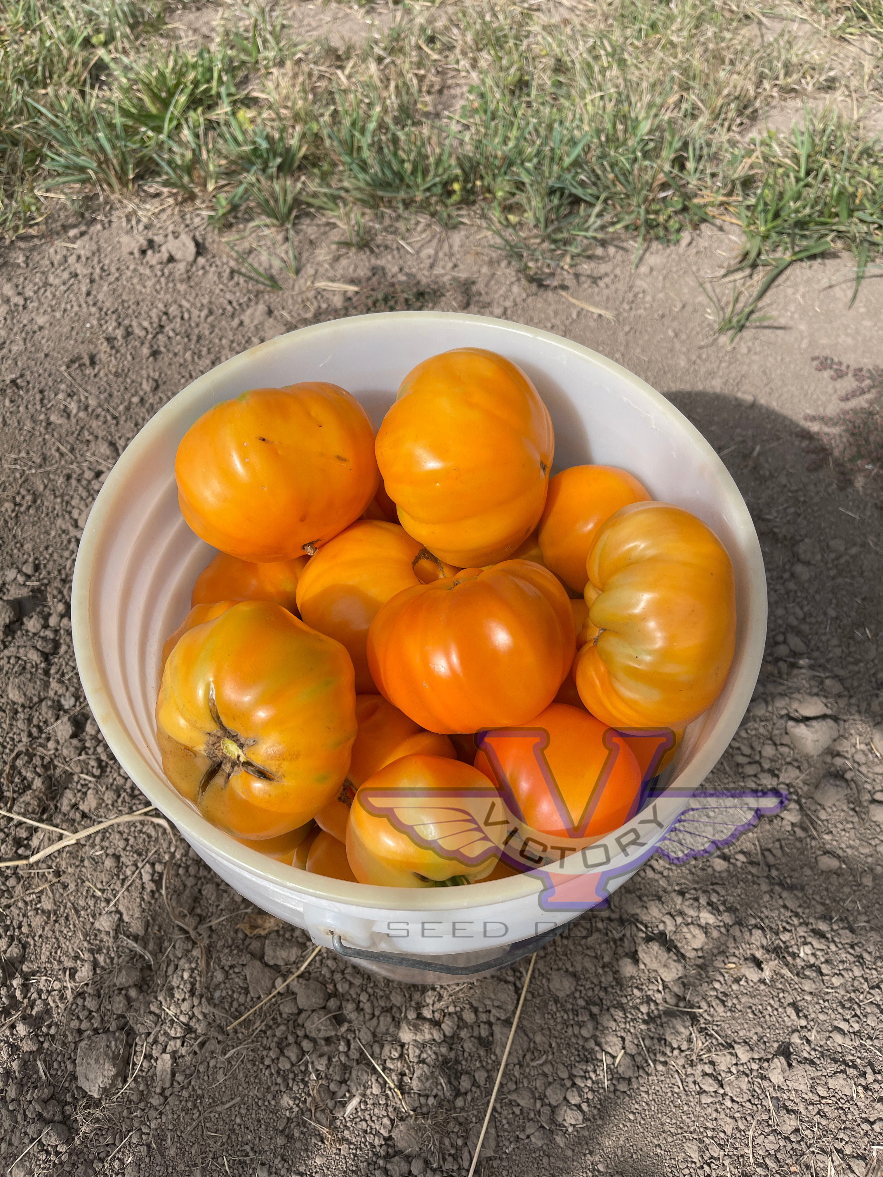Potato Leaf Yellow Tomato