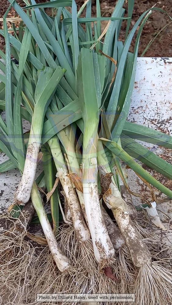 Broad London (Large American Flag) Leek