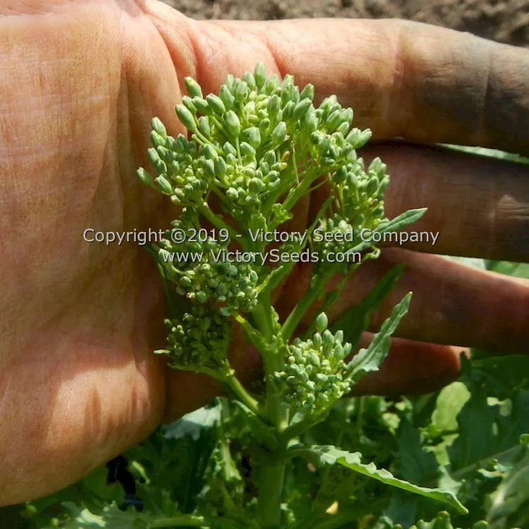 Spring Rapini Raab Broccoli