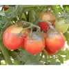 Dwarf Bendigo Dawn Tomato