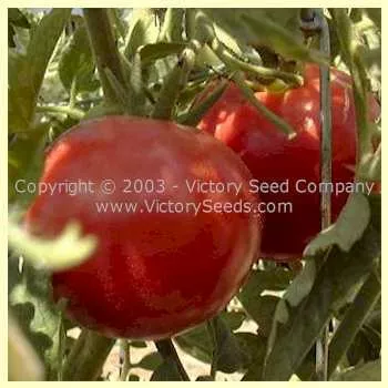 Early Detroit Tomato