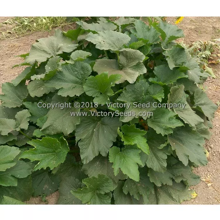 Black Beauty Zucchini Summer Squash