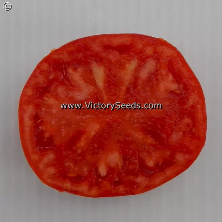 Dwarf Kodiak King Tomato