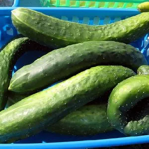 Early Russian Cucumber