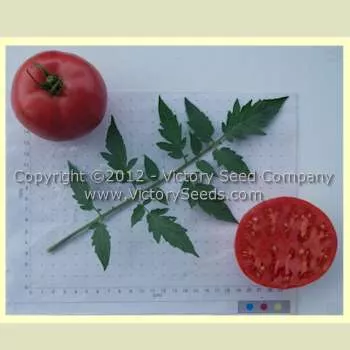 Gulf State Market (Livingston's Strain) Tomato