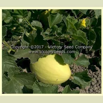 Canary Yellow Melon