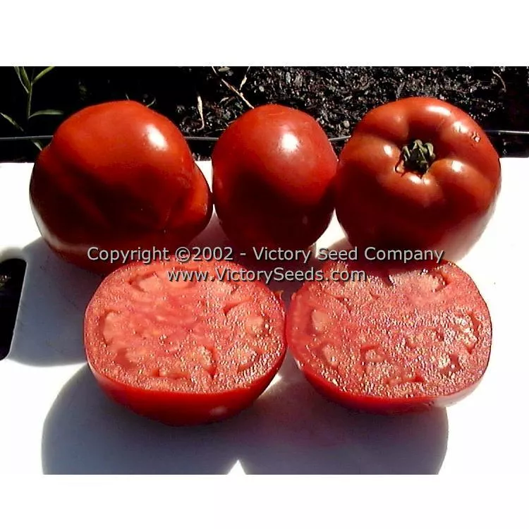 Oregon Star Tomato