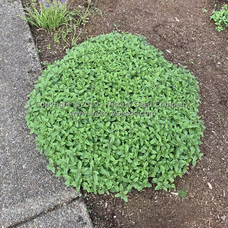Oregano - Common Italian