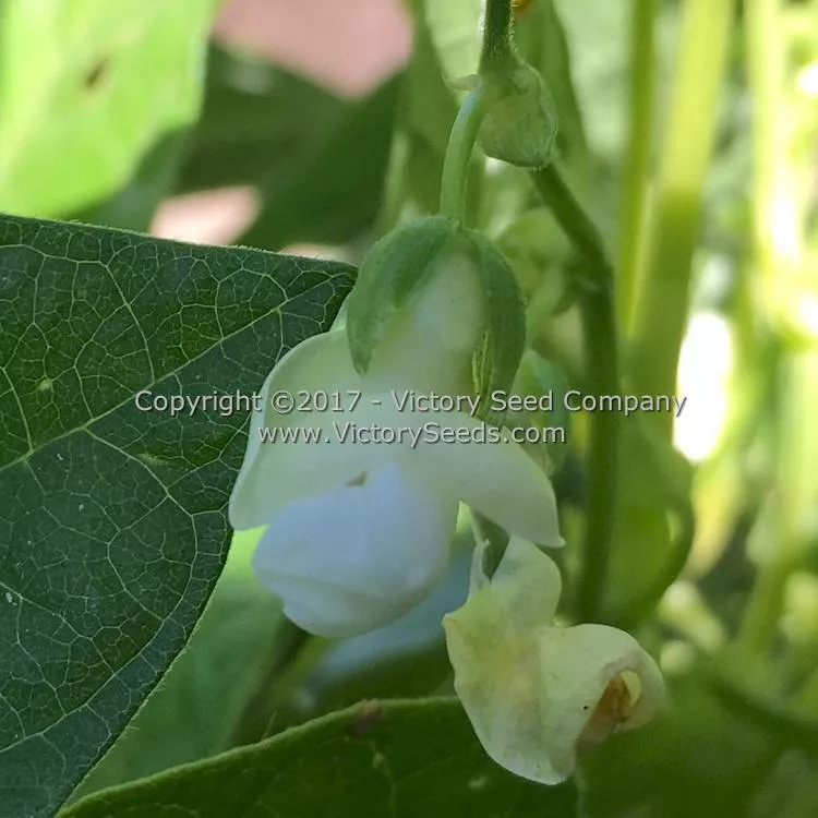 Golden Butterwax Bush Snap Garden Bean