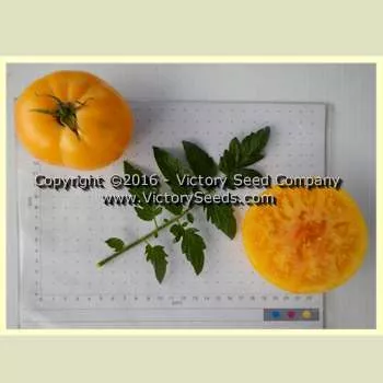 Livingston's Golden Queen Tomato