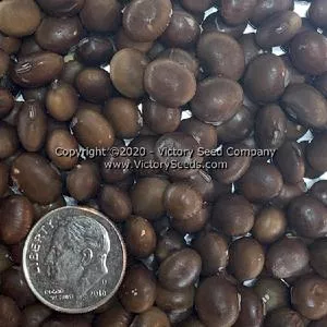 Manitoba Brown Soybean