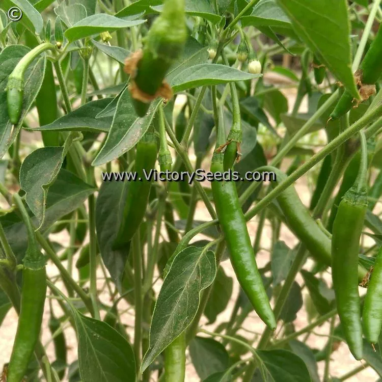 Serrano Hot Pepper