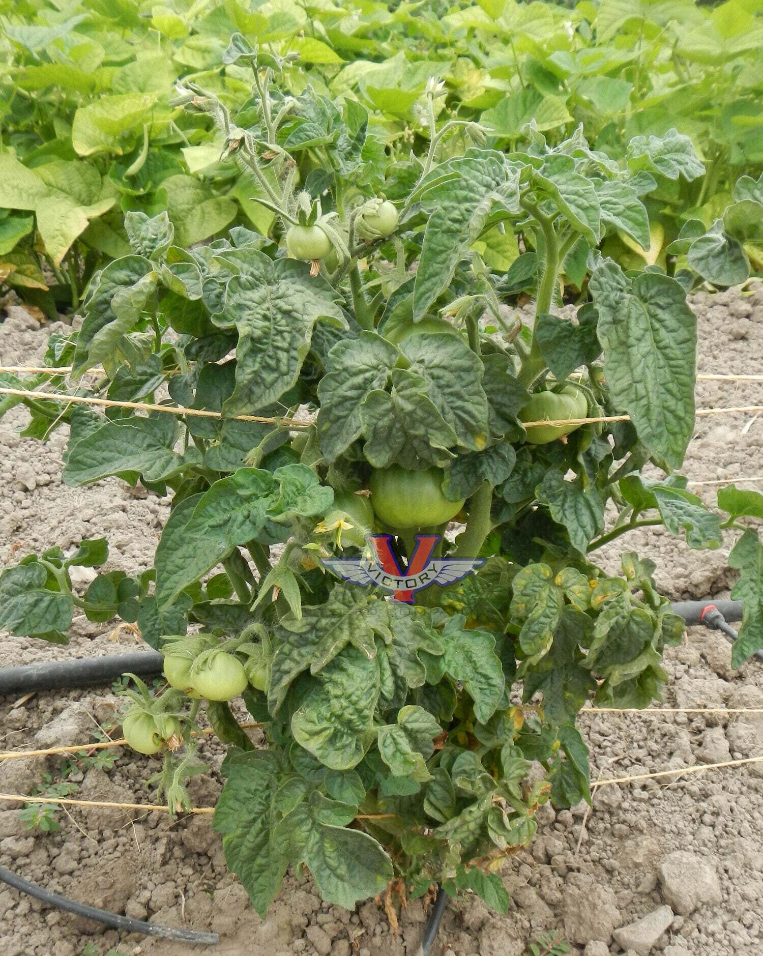 Dwarf Arctic Rose Tomato