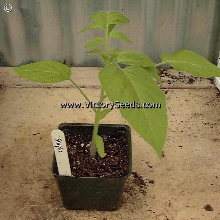 Stupice Tomato