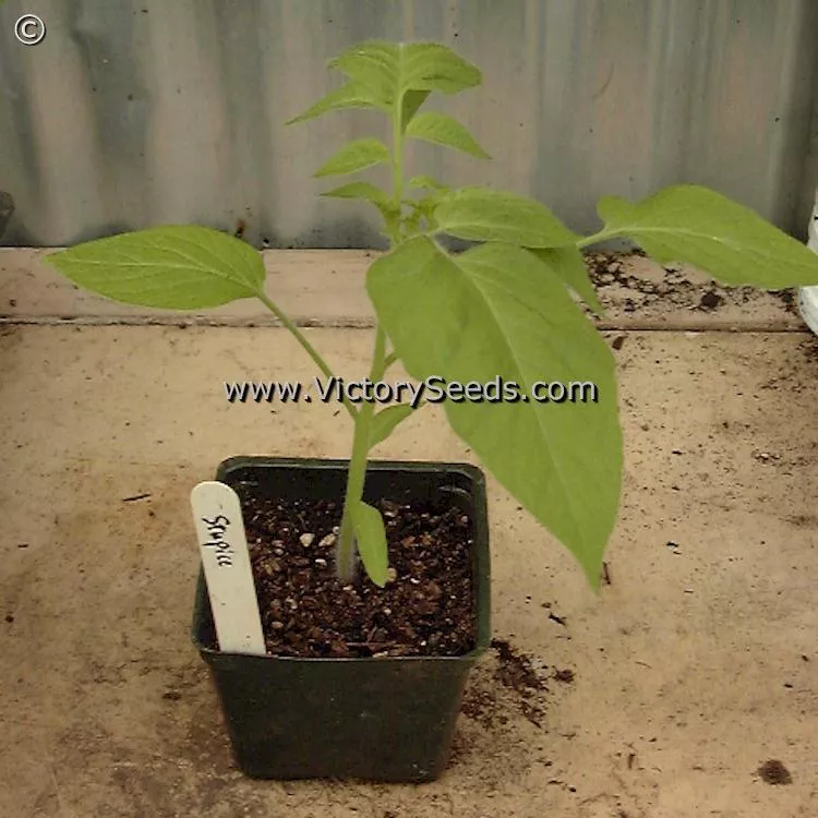 Stupice Tomato