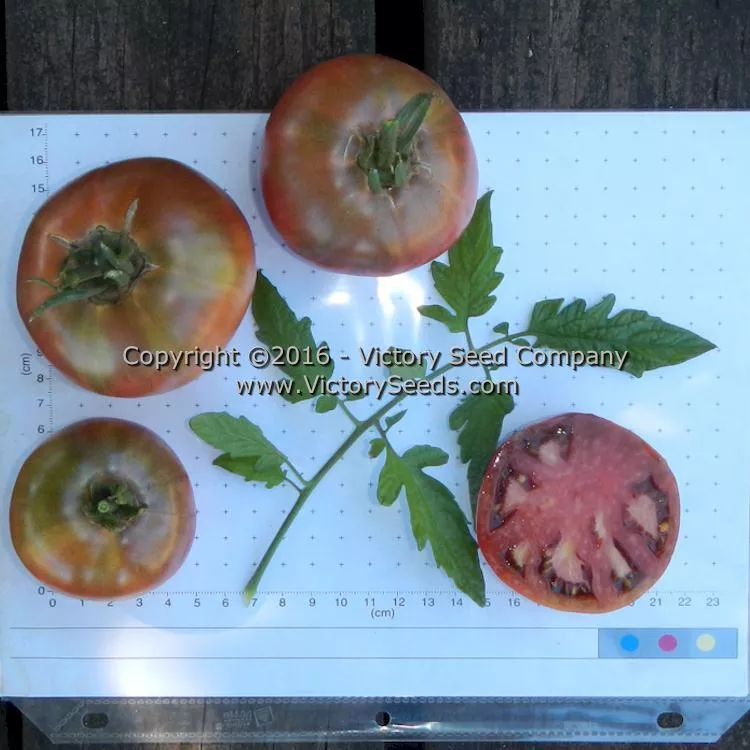 Cherokee Purple Tomato