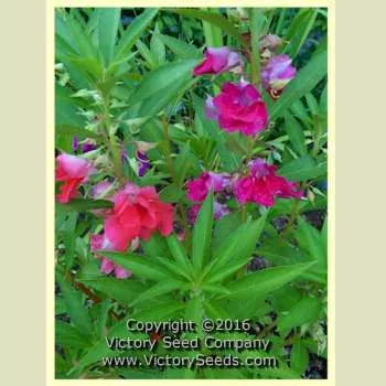 Rose Balsam