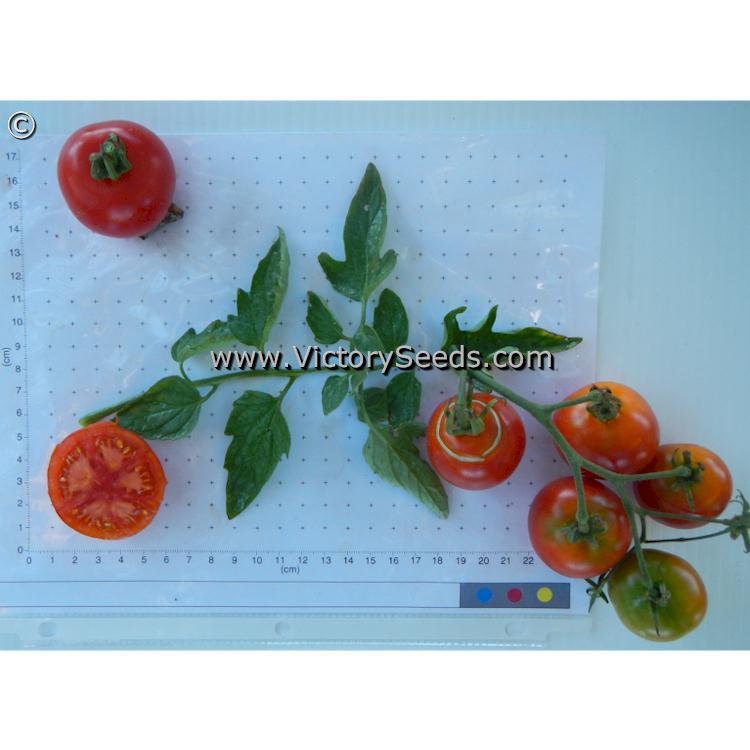 Oregon 11 Tomato