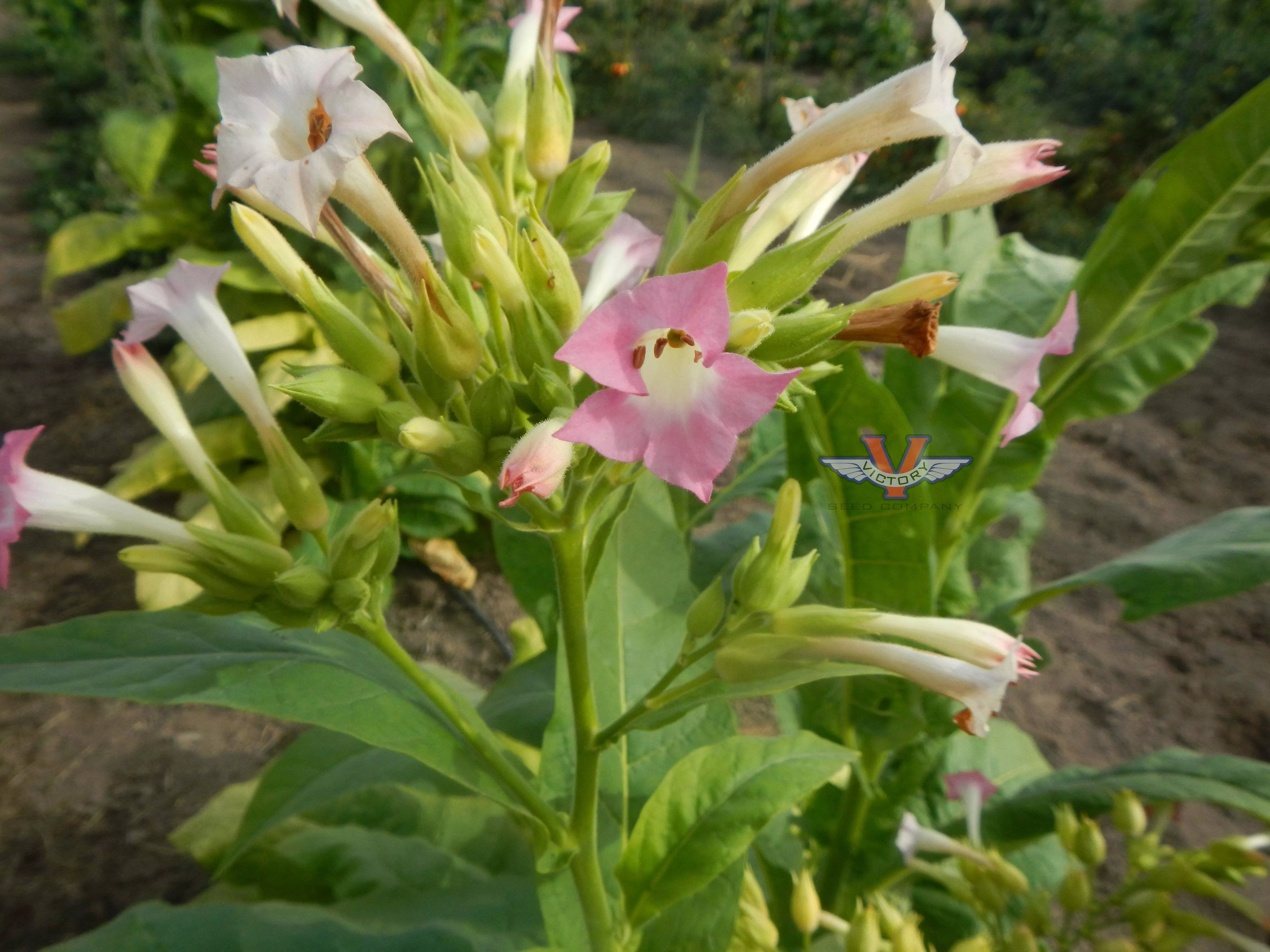 KY 24 Tobacco