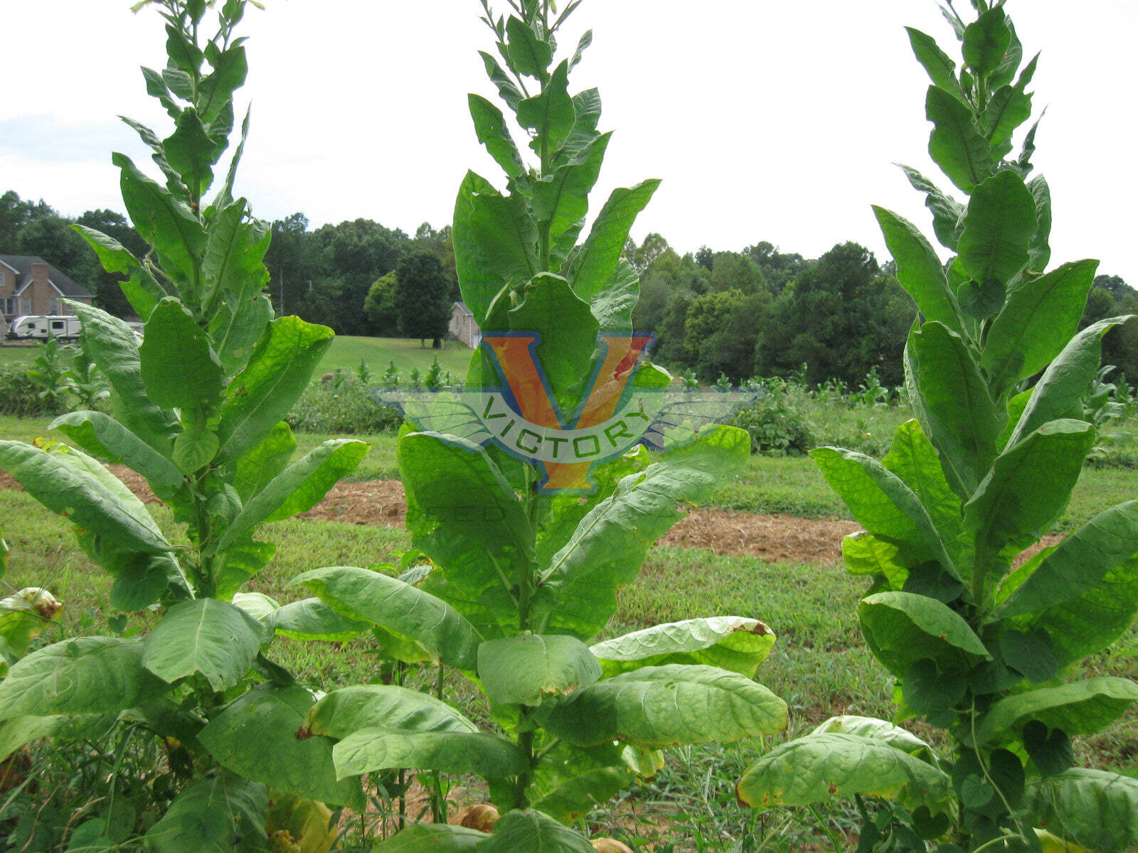 Smyrna Tobacco