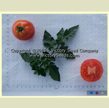 Polish Dwarf Tomato