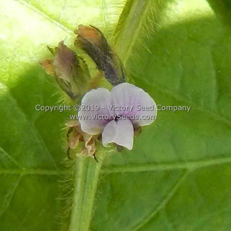 Aoyu Soybean