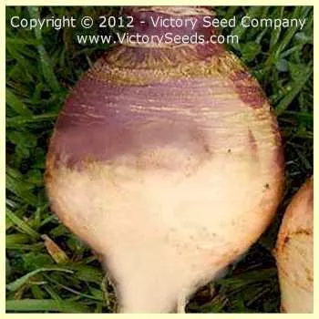 Laurentian Rutabaga (Swede)