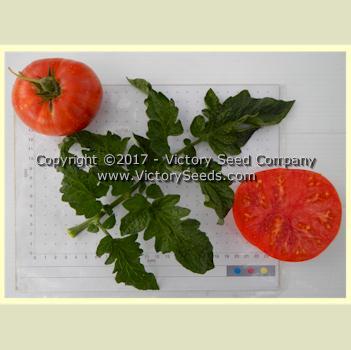 Dwarf Beauty King Tomato