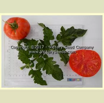 Dwarf Beauty King Tomato