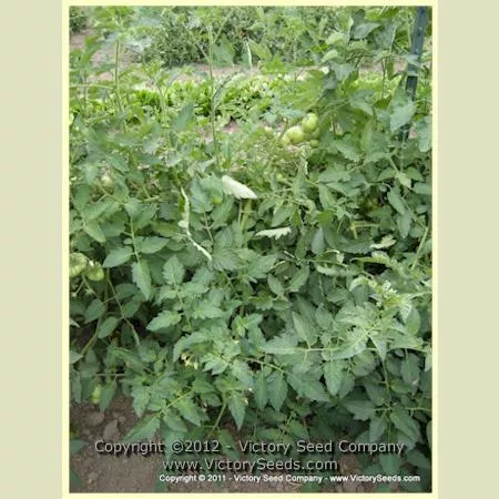 Isbell's Golden Colossal Tomato