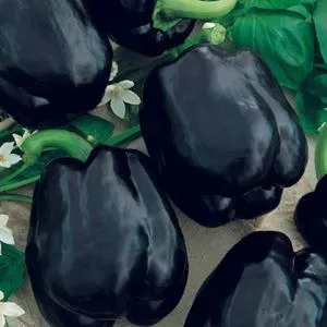 Merlot F1 Sweet Pepper
