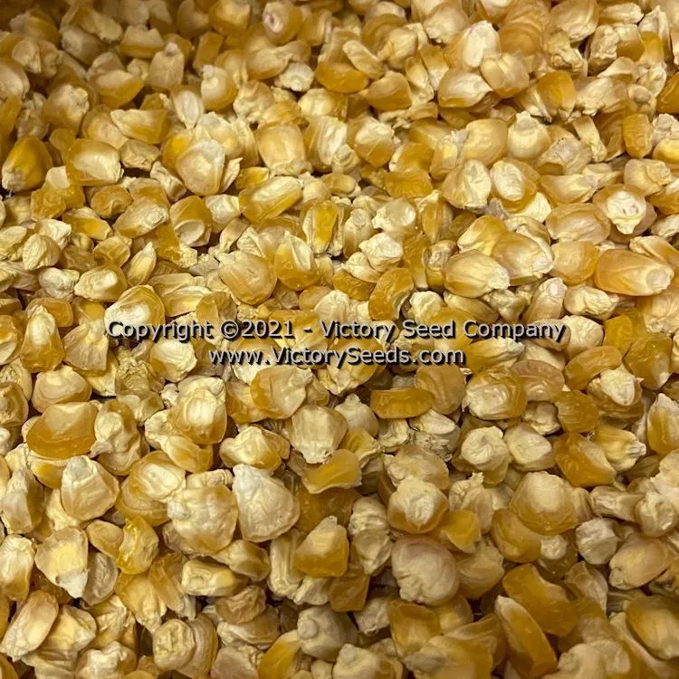 Fisher's Earliest Sweet Corn
