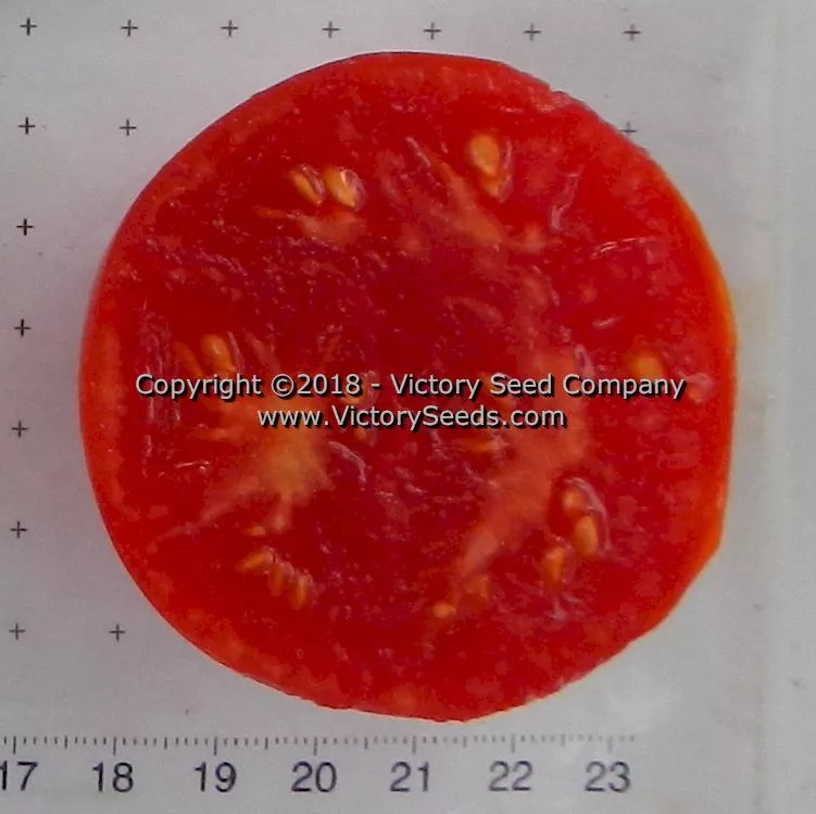 Bison Tomato