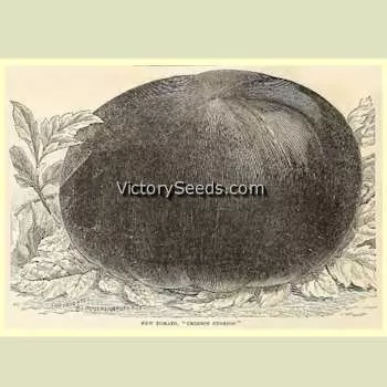 Crimson Cushion Tomato