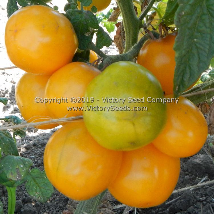 Dwarf Moby's Cherry Tomato