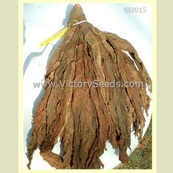 Little Yellow Tobacco