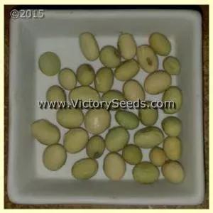 Sayamusume Soybean