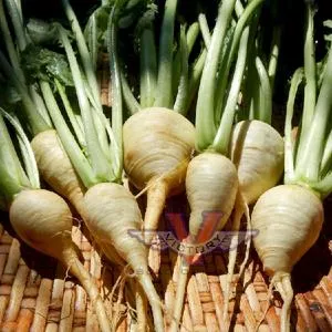Golden Ball Turnip