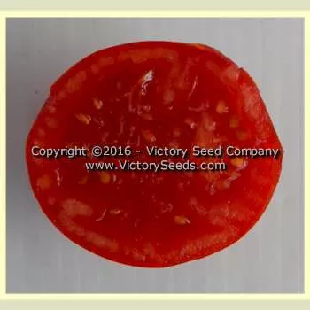 Riverside Tomato