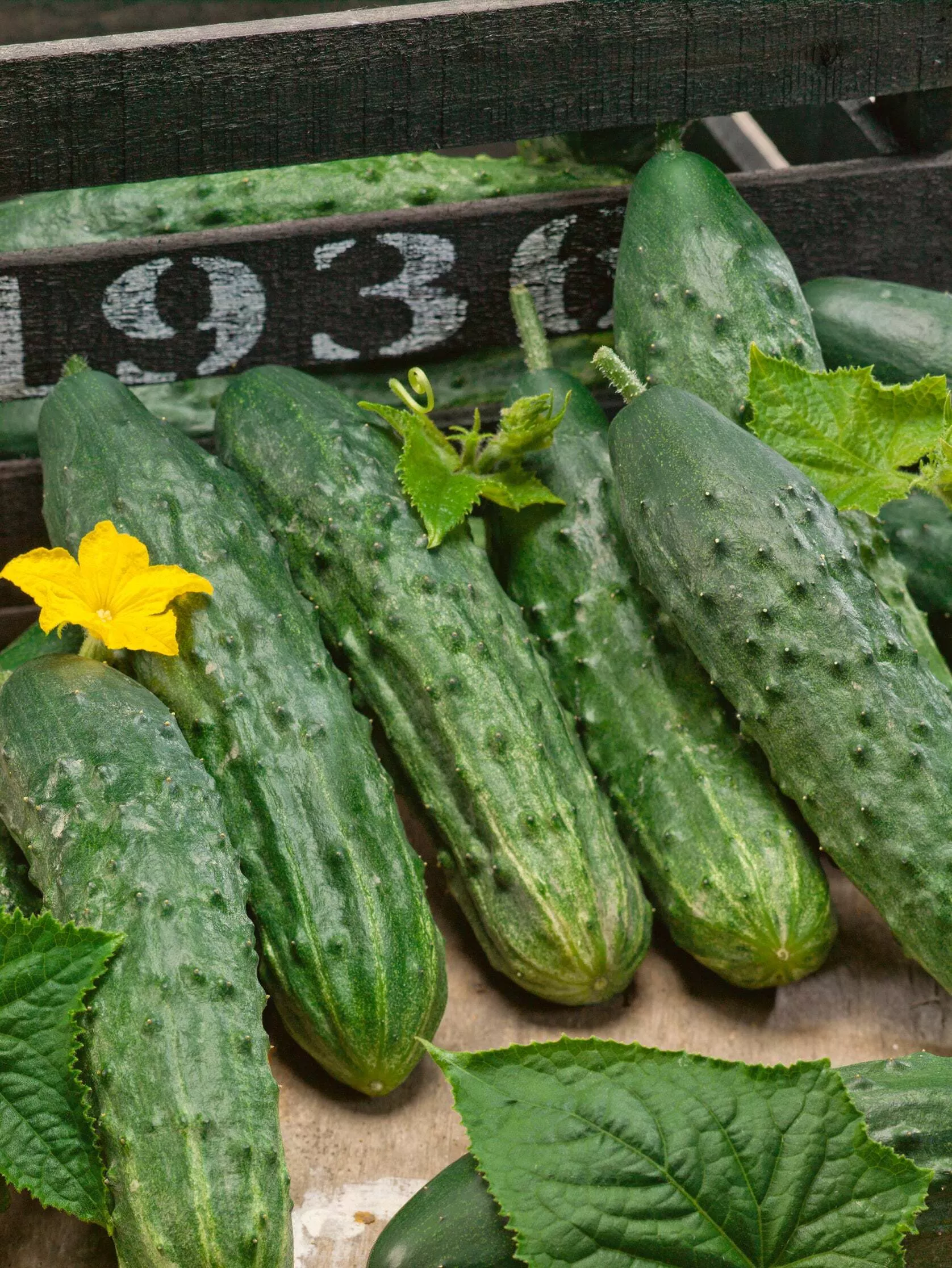 Marketer Cucumber